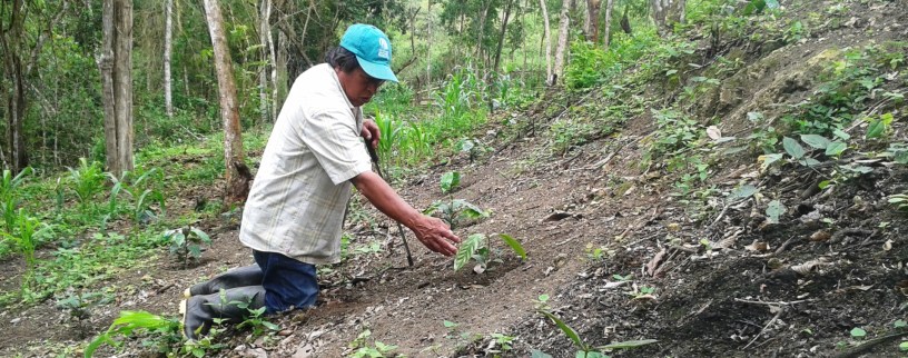 Reforestación en Montecristi, Ecuador.