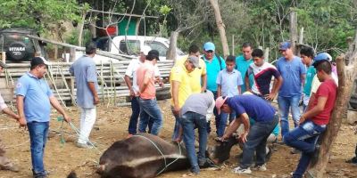 Un experto municipal de Chone demuestra cómo practicar cuidados veterinarios en vacunos. Manabí, Ecuador.