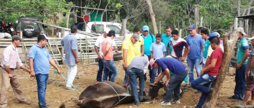Un experto municipal de Chone demuestra cómo practicar cuidados veterinarios en vacunos. Manabí, Ecuador.