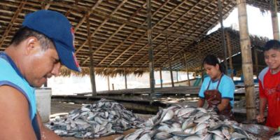 Esviscerado de sardinas en el Cantón Jaramijó. Manabí, Ecuador.