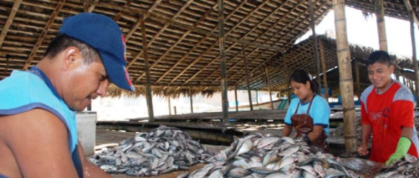 Esviscerado de sardinas en el Cantón Jaramijó. Manabí, Ecuador.