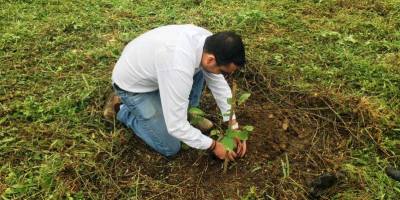 Un funcionario municipal de Chone siembra un árbol de guayacán negro a un lado de la Avenida Eloy Alfaro. Manabí, Ecuador.