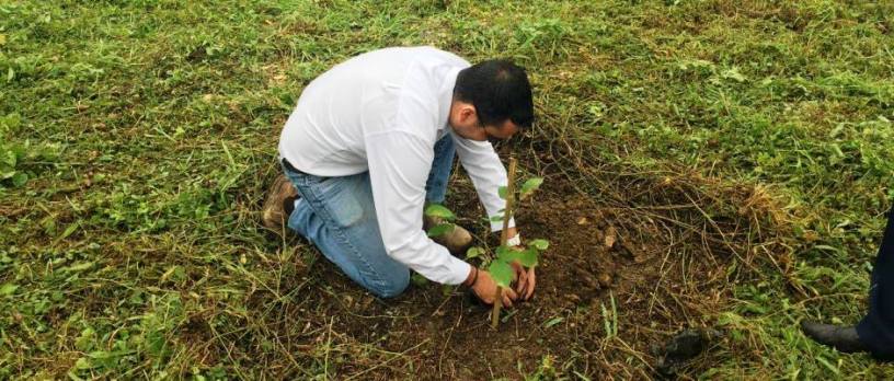 Un funcionario municipal de Chone siembra un árbol de guayacán negro a un lado de la Avenida Eloy Alfaro. Manabí, Ecuador.