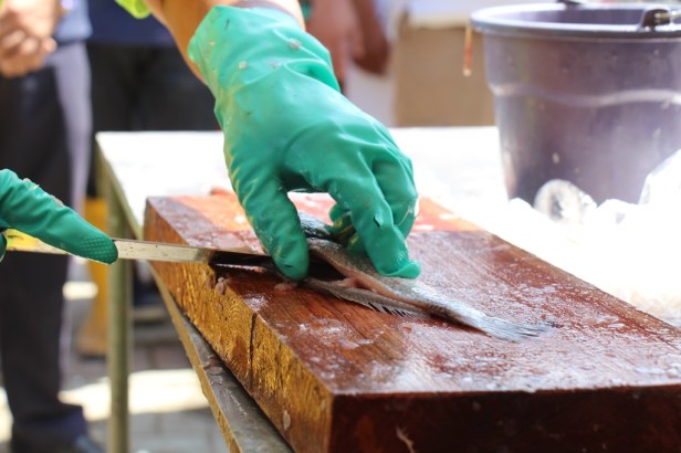 Eviscerado de pelágicos pequeños