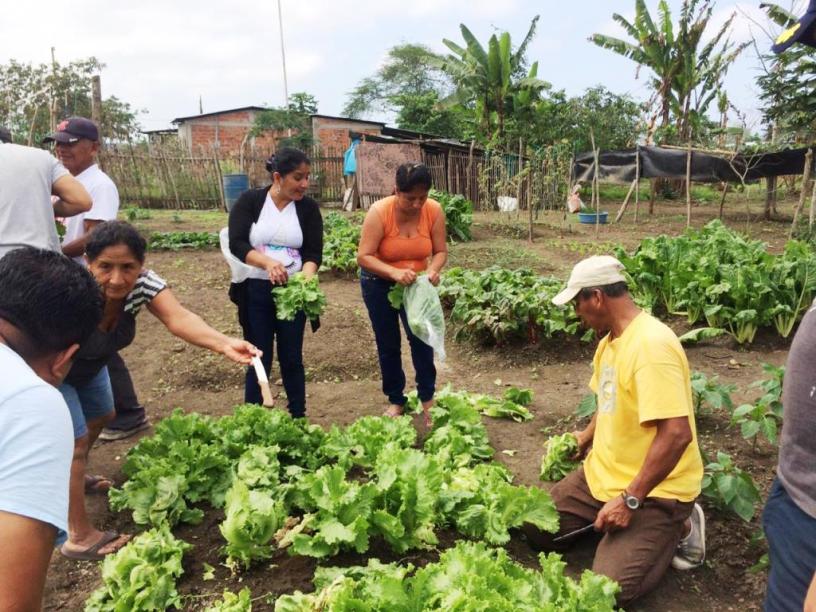 Huerto orgánico familiar en la ciudad de Manta. Manabí, Ecuador.