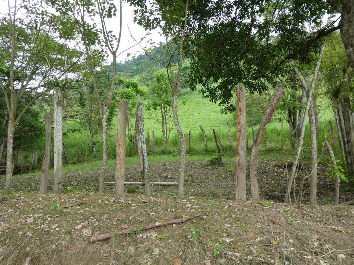En la Hacienda La Arabia se cultiva bastante, pero al mismo tiempo se preservan las arboledas.
