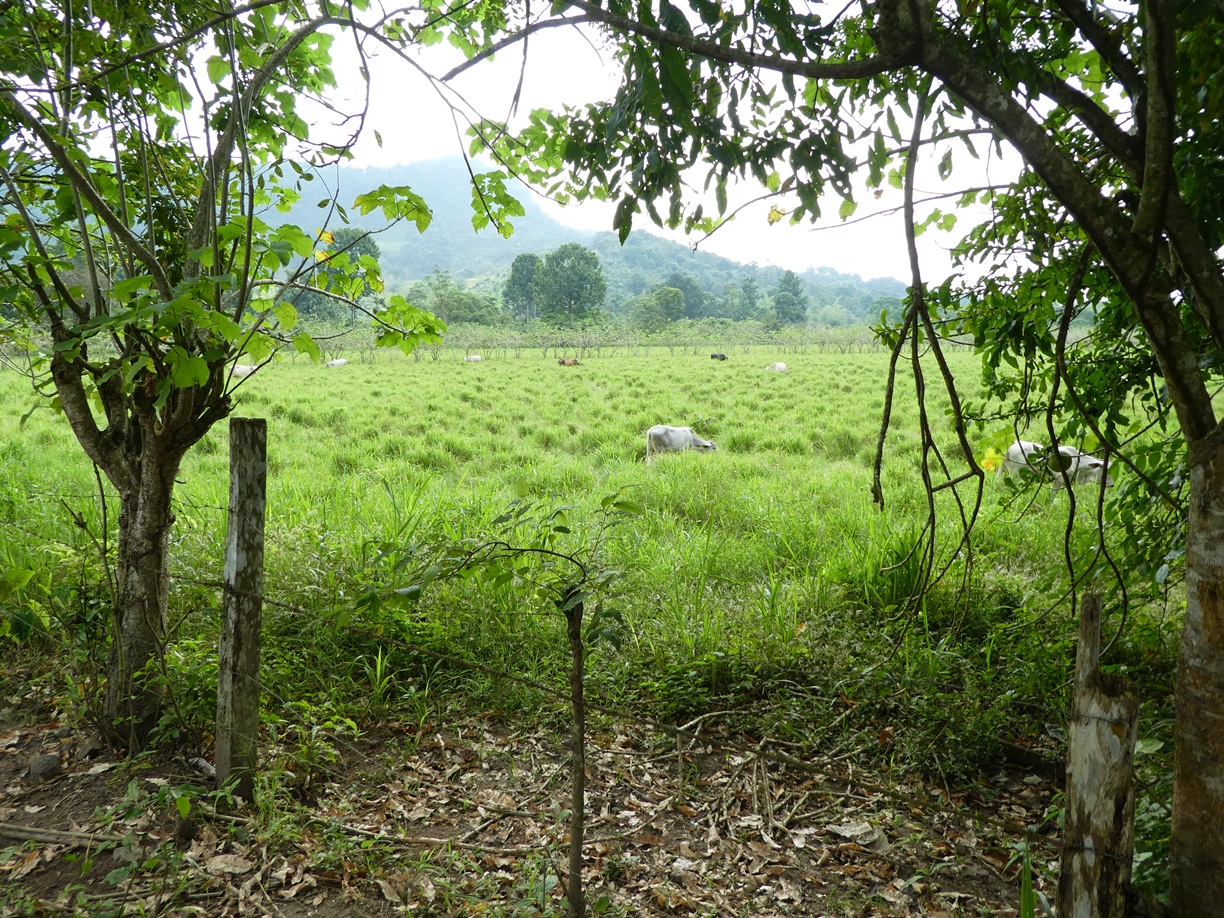 Parte del ganado, alimentándose en el potrero.