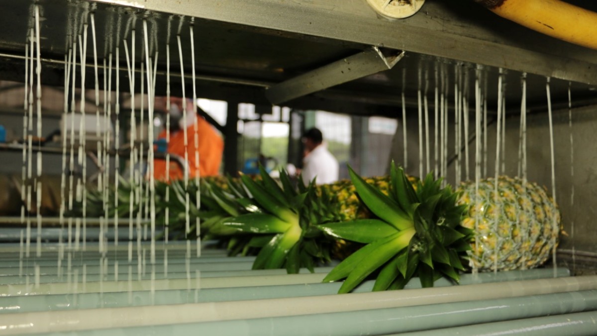 Crece la exportación de piña ecuatoriana – REVISTA DE MANABÍ