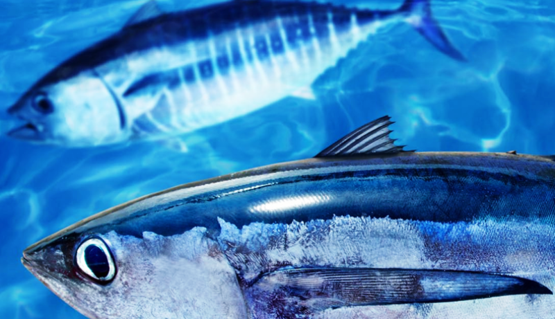 Atunes en su hábitat natural. / FOTO: MSC / Tunacons