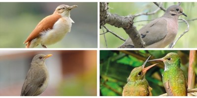 Avecillas que posan frecuentemente dentro del campus de la UTPL en Ecuador. / FUENTE: UTPL, Loja