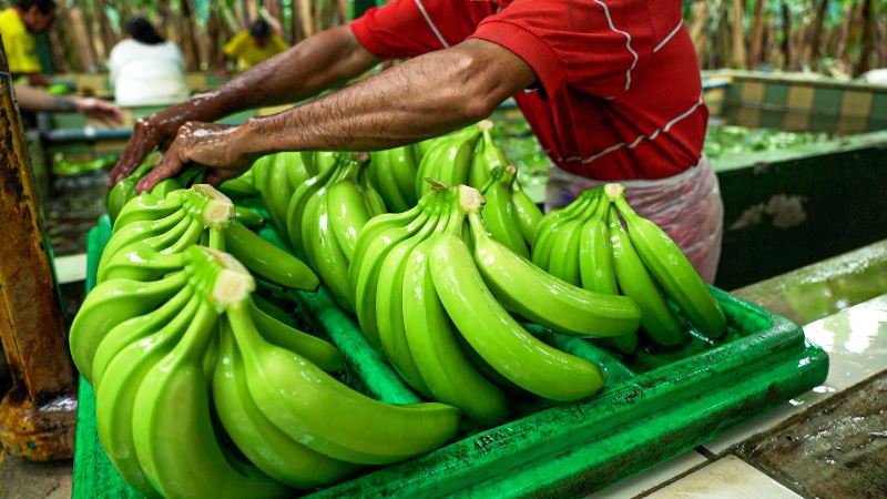 Banano ecuatoriano en proceso de empaque para exportación. / FUENTE: Agrocalidad, Quito