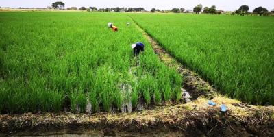 Cultivo de arroz en el Cantón Daule, provincia de Guayas. / FUENTE: GAD cantonal / Daule