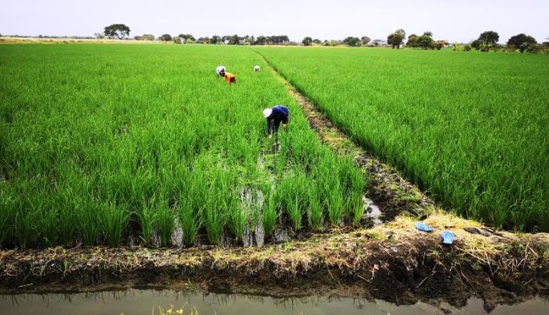Cultivo de arroz en el Cantón Daule, provincia de Guayas. / FUENTE: GAD cantonal / Daule