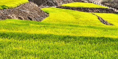 Sembrío de arroz en Zapotillo, Loja. / FUENTE: MAG Ecuador (Tomada de Google)