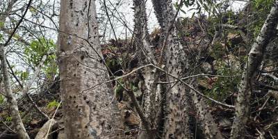 Árbol Spirotheca zapotillana, del bosque seco en la provincia de Loja, Ecuador. / FUENTE: UTPL