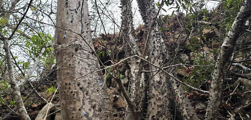 Árbol Spirotheca zapotillana, del bosque seco en la provincia de Loja, Ecuador. / FUENTE: UTPL