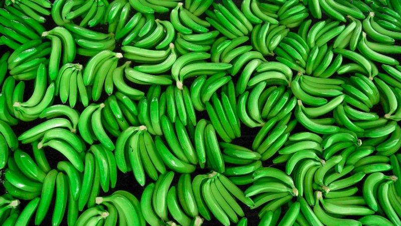 Banano o guineo ecuatoriano de exportación./ FUENTE: Agrocalidad, Quito