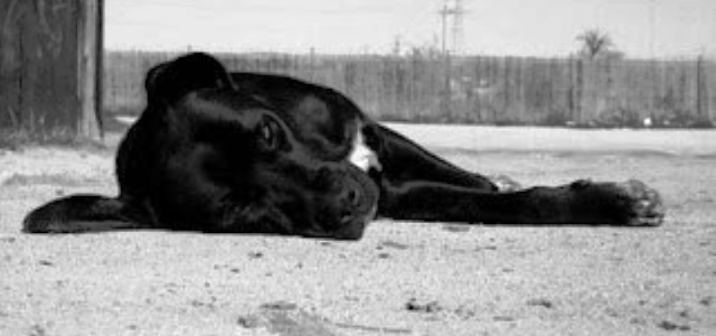 Perro mascota Nicanor. / FUENTE: Franklin Castro Pilay, Portoviejo